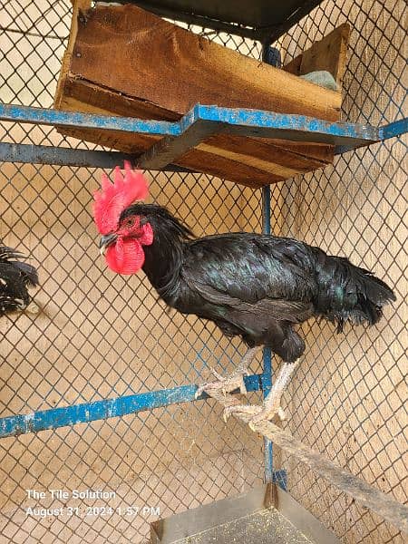 Rooster austrolop Misri Male Available Age 1.5 Years 2