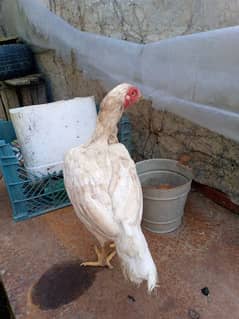 4 aseel hens kruk also available