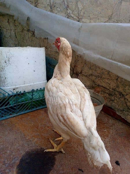 4 aseel hens kruk also available 3