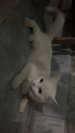 White Persian female cat for sale