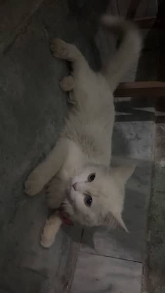 White Persian female cat for sale 0