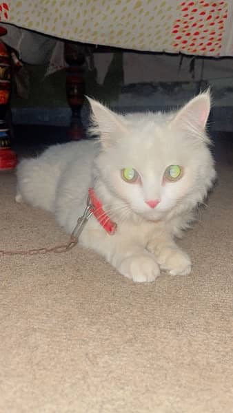 White Persian female cat for sale 1