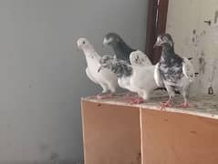 Pigeon