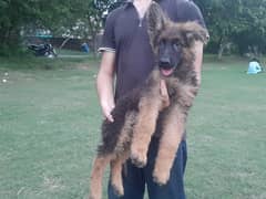 German Shehpard Long Coat Puppy