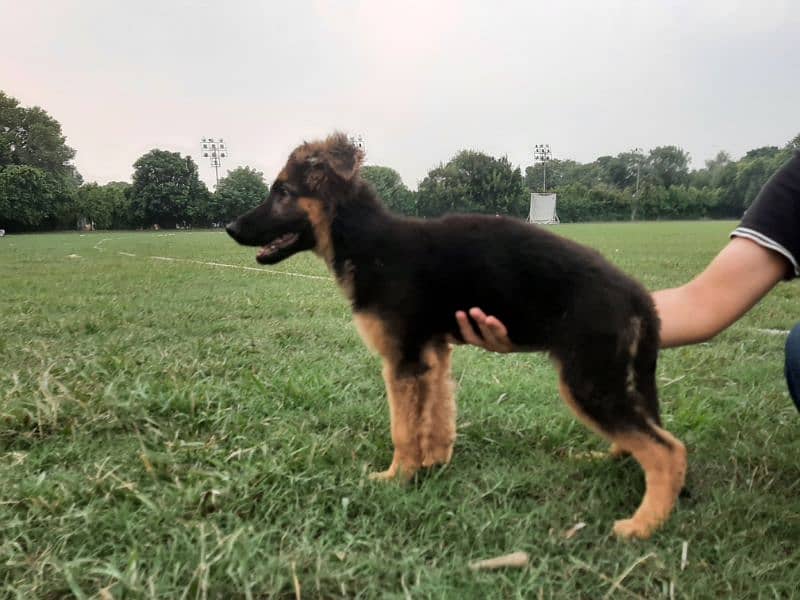 German Shehpard Long Coat Puppy 2