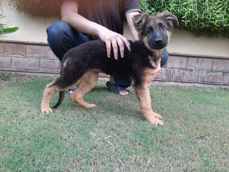 German Shehpard Long Coat Puppy 4