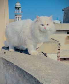 Persian cat pair for sale