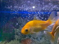 2 Orange fish for sale fish size 3 inch