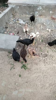 black mushkay female for sale