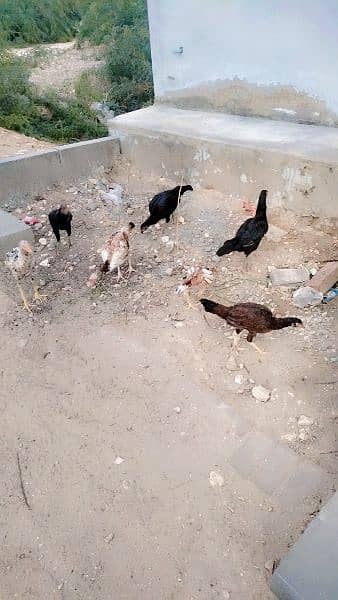 black mushkay female for sale 2