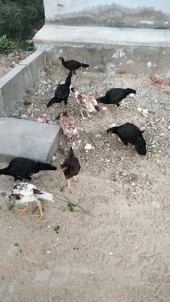 black mushkay female for sale 3