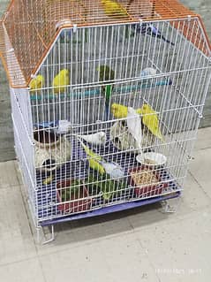 sell Australian birds