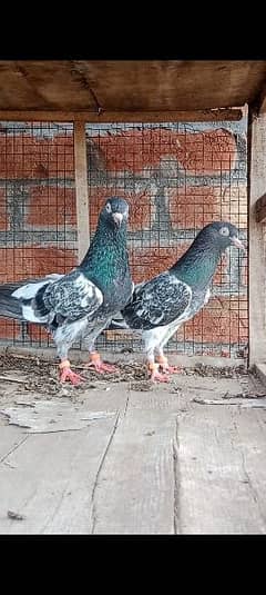 royal taddey pair for sale 0