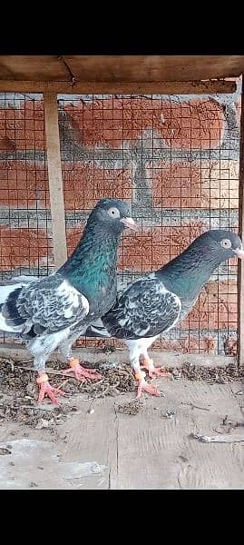 royal taddey pair for sale 1