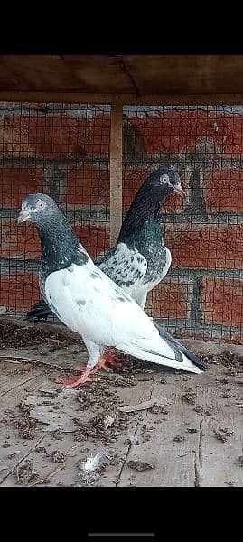 royal taddey pair for sale 2