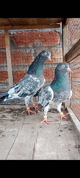 royal taddey pair for sale 4