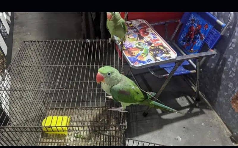 raw parrot ha Male and female ha 0