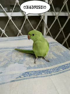 Green Ringneck Chick