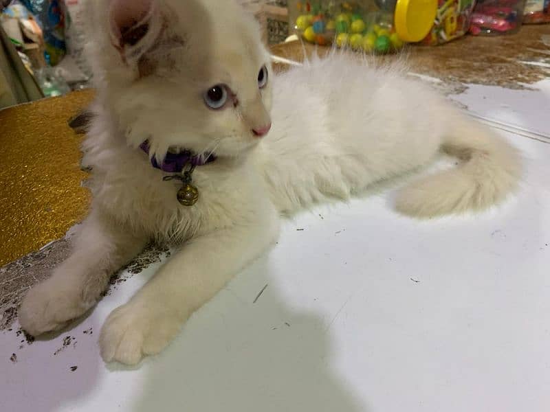 Persian cat blue eyes 0