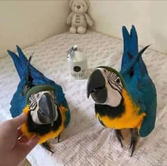 blue and gold chicks