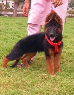 long coat garman shepherd female for sale