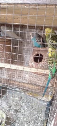 Australian Parrot breader pair