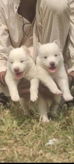 pink nose russian puppies For Sale 0