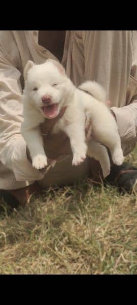 pink nose russian puppies For Sale 1