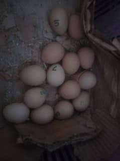 Gueana Fawl Eggs