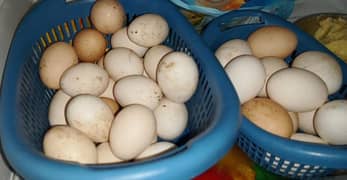 Fresh Dysi 100% Fertile Eggs For sale