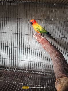 Sun Conure Adult Male Parrot