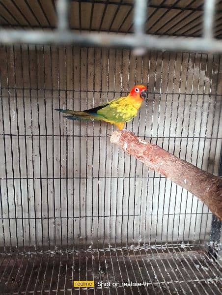 Sun Conure Adult Male Parrot 1