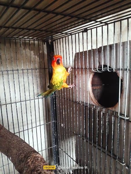 Sun Conure Adult Male Parrot 2