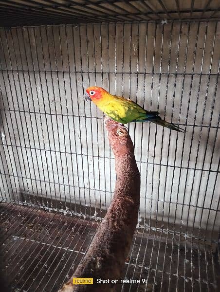 Sun Conure Adult Male Parrot 3