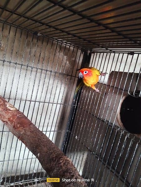 Sun Conure Adult Male Parrot 4