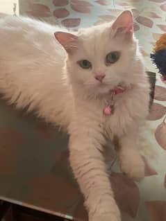 pure Persian cat for sell