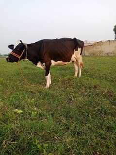 walayti cow