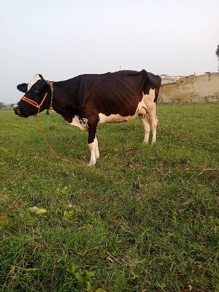 walayti cow 1