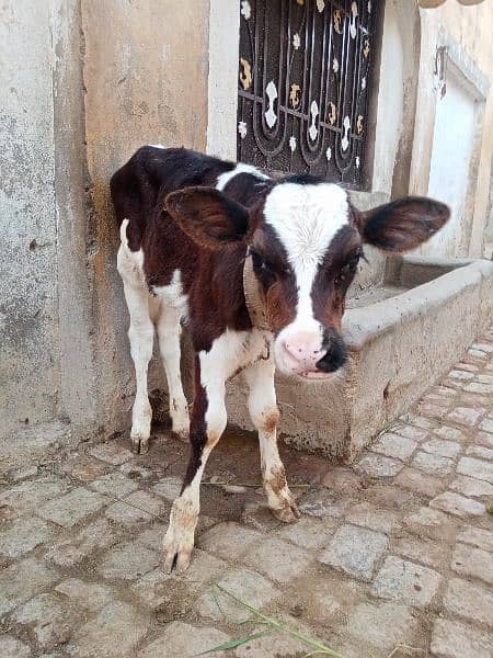 walayti cow 3