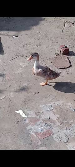 female duck age 8 month