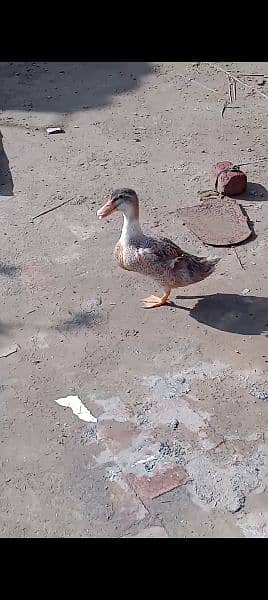 female duck age 8 month 0