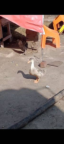 female duck age 8 month 1