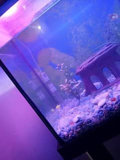 Fish Aquarium for Sale with Fish and Filter