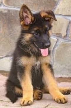 stock coat german shepherd