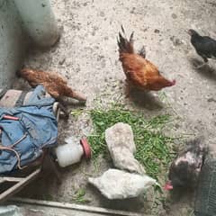 hens for sale