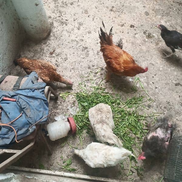 hens for sale 0