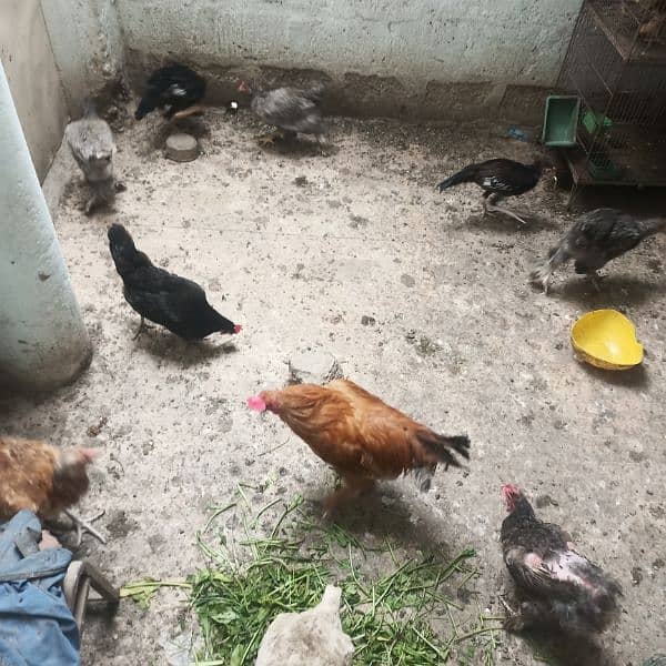 hens for sale 1