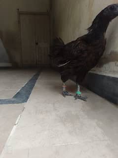 Original Indonesian Ayam Cemani Black tounge