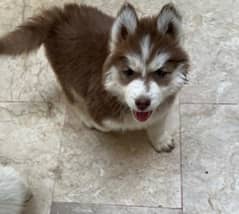 Husky puppy blue eyes