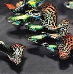 Gupppies available for sale male and female